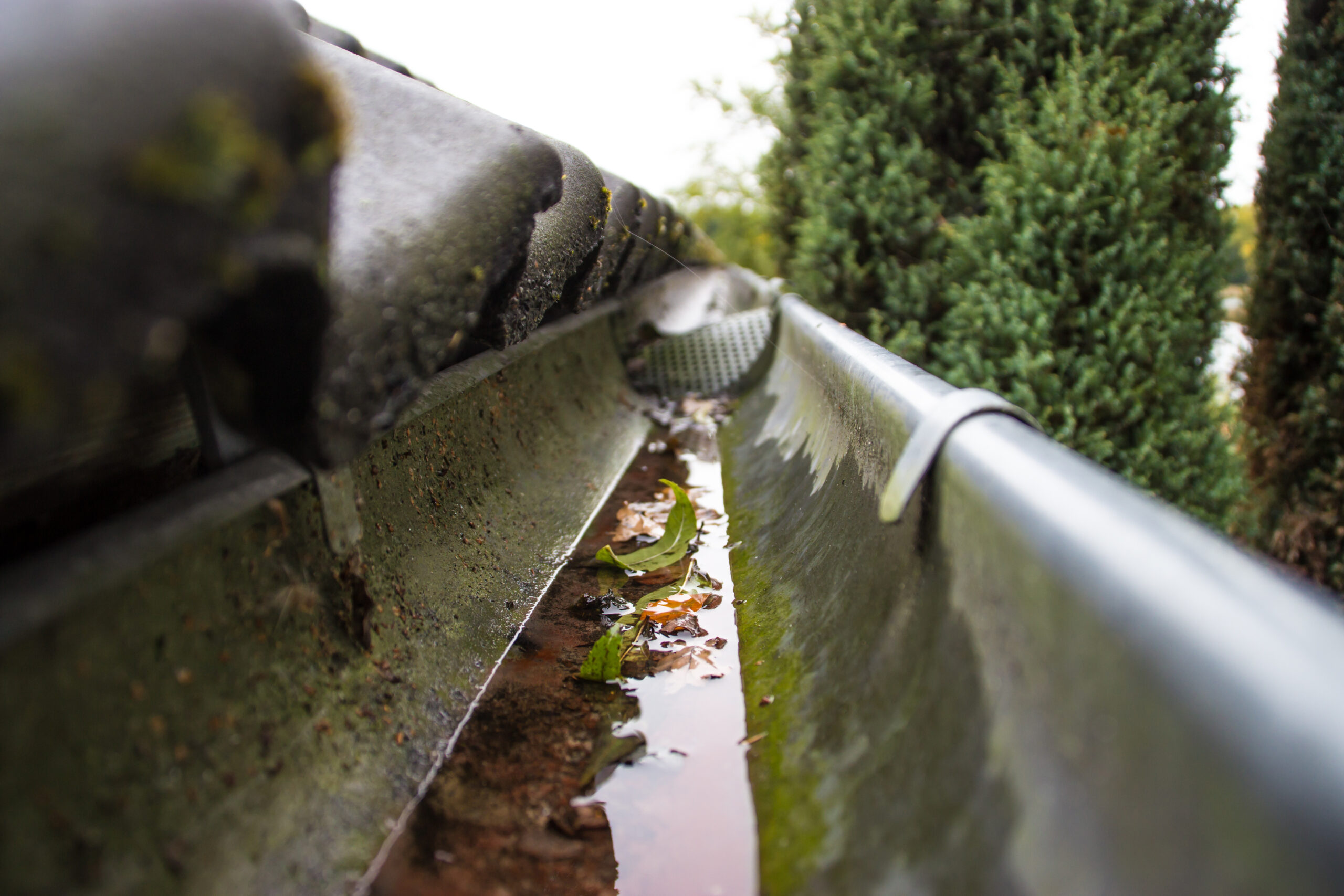Gutter mosquito control